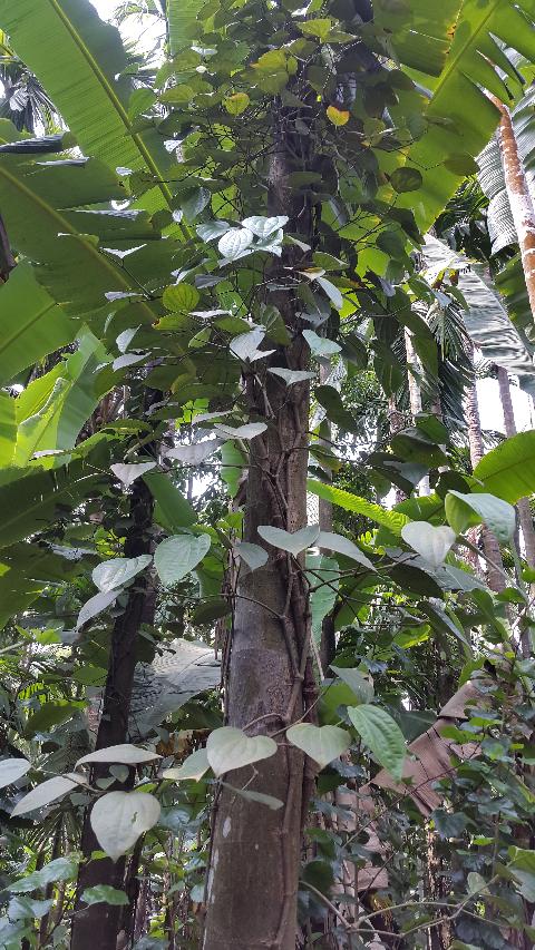 Sahakari Spice Farm - Download Goa Photos